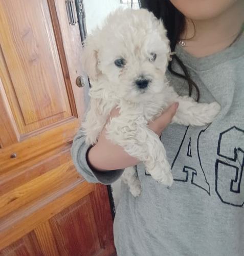 Poodle Toy Machitos Bebes 