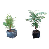 2 Arbolitos Para Bonsai  Ahuehuete Y Jacaranda 