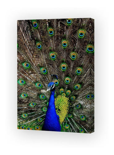 Cuadro 40x60cm Pavo Real Pluma Fauna Hermoso Salvaje M5