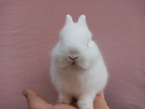 Mini Coelho/ Coelho Anão/ Netherland Dwarf: O Menor Do Mundo