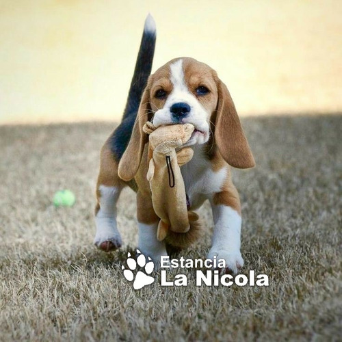 Cachorros Beagle Mini Tricolor