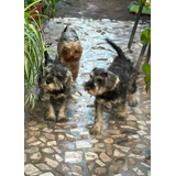 Cachorros Schnauzer Mini Macho Sal Y Pimienta Inscritos