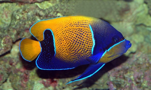 Pomacanthus Navarchus - Pez Marino - Oceanlife.arg