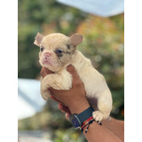 Bulldog Francés Lilac (perrosderaza)