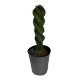 Planta Cactus Espiralado De Semilla-cereus Forbesii Spiralis