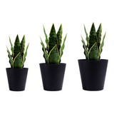 Vaso Decorativo Preto P/ Plantas Naturais Ou Artificiais