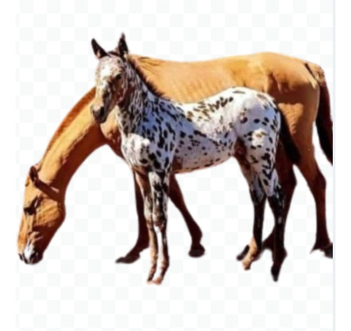 Potrillo Appaloosa De Destete 