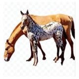 Potrillo Appaloosa De Destete 