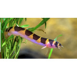 Pez Kuhlii Loach 