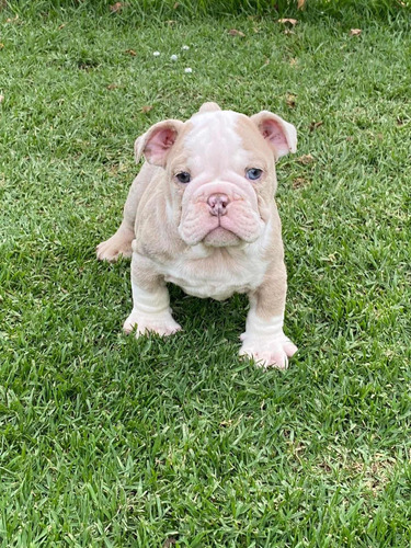  Cachorros Bulldog Inglés