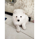 Perro Samoyedo