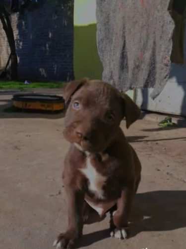 Cachorro Pitbul Chocolate