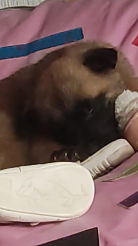 Cachorra Pastor Belga Malinois Leonada Pura Raza | Meses sin interés