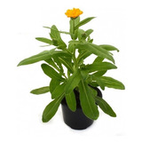 Calendula Pack De 2 Plantas