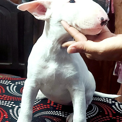 Cachorros Bull Terrier 