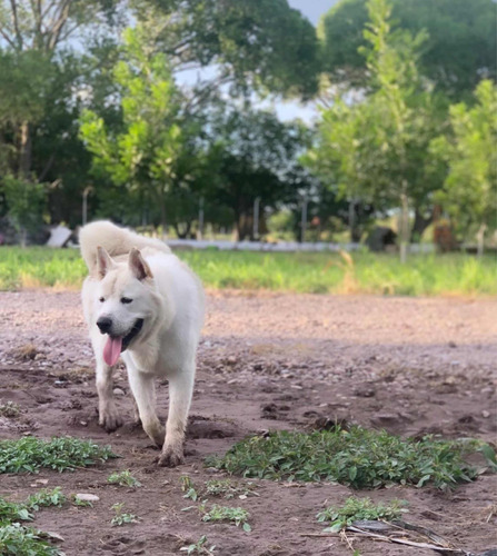 Perro Akita Jalones