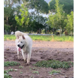 Perro Akita Jalones