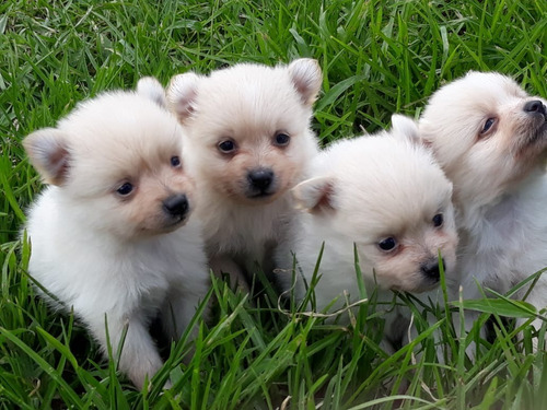 Perros Cachorros Pomerania Lulu Spitz En Venta Neiva