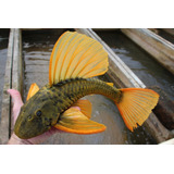 Peixe Cascudo Hypostomus Luteus -aquário- Água Doce