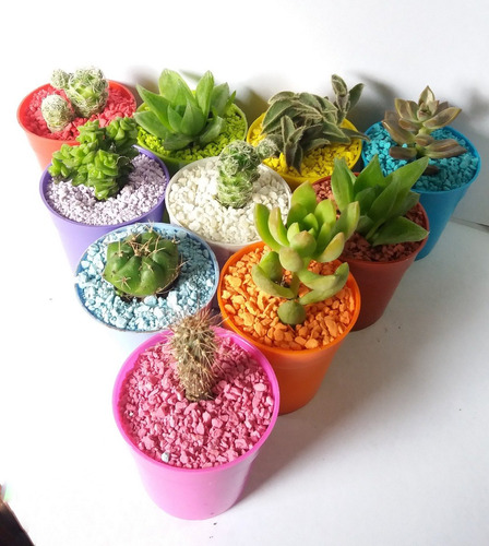 Mini Cactus Y Suculentas - Souvenirs