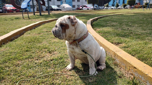 Bulldog Ingles Hembra 5 Años