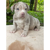 Cachorro American Bully Merle Animal Pets Colombia 