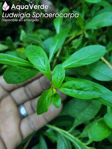 Ludwigia Sphaerocarpa Planta De Acuario