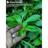 Ludwigia Sphaerocarpa Planta De Acuario