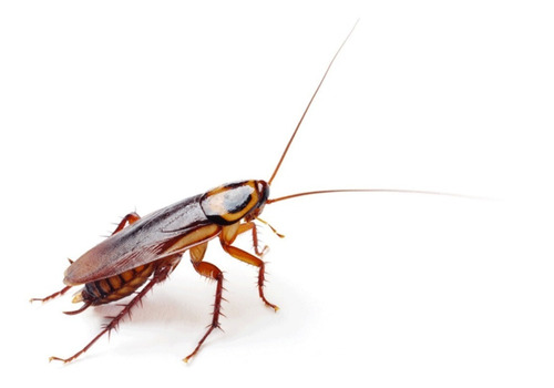 Elimine Las Cucarachas De Una Vez Ultrasonido Ahuyentador