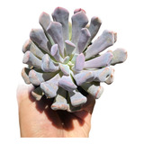 Suculenta Echeveria Cupid Pt 09 Planta Externa De Sol Rosa