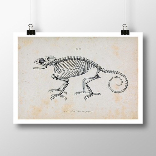 Camaleón 1 - Reptil Lámina Poster Vintage Antiguo Decoración
