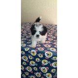 Cachorros Shih Tzu Perros En Venta Shitzu Barrancabermeja