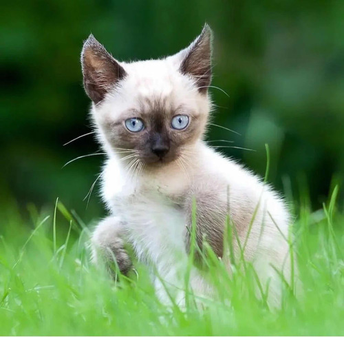 Gatitos Siamés Clásico