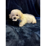 Bello Poodle Cachorro Macho Blanco