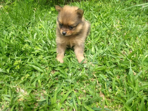 Perros Cachorros Pomerania Lulu Spitz En Venta Pereira