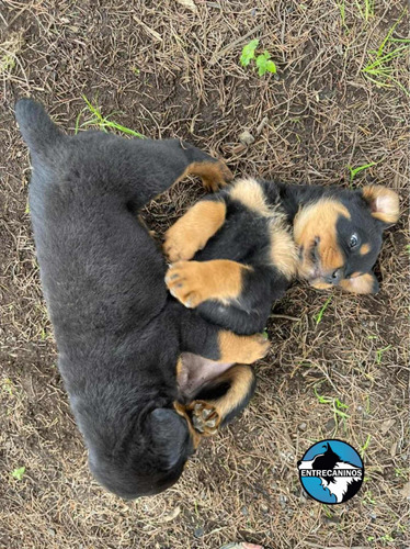 Hermosos Cachorros Rottweiler