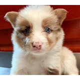 Cachorros Border Collie 