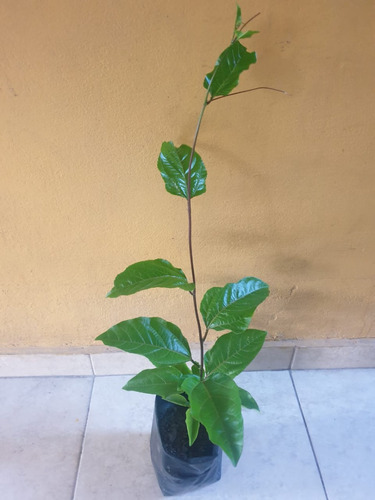 Planta De Maracuyá (passiflora Edulis) - 50 Cm