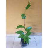 Planta De Maracuyá (passiflora Edulis) - 50 Cm