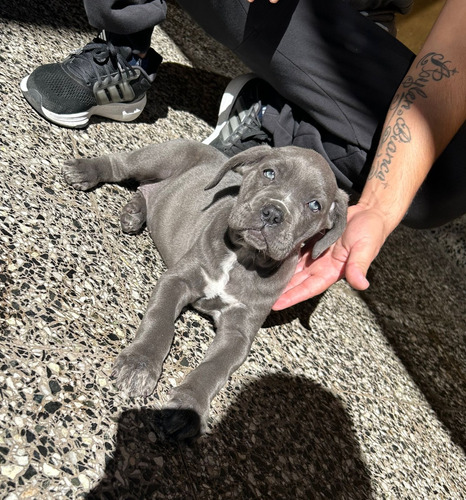 Cachorros Cane Corso 