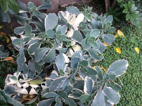 Kalanchoe Variegado Gigante