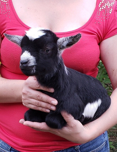 Mini Cabrito Pigmeu Africano. Mini Cabra. Mini Bode.