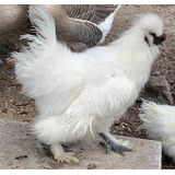 Gallitos Sedosos Silkies