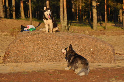 Sublime Husky Pedigri Chip Mascotassaintdaniel 21