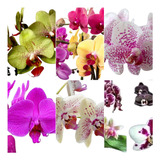 Kit Com 10 Mudas Orquídeas Phalaenopsis Promoção Frete Gráti