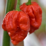 Carolina Reaper X 10 + Dragons Breath X 5 Semillas