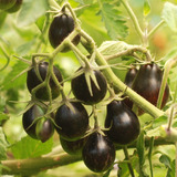 Semillas Tomate Black Keyes! El Cherry Más Negro Que Existe