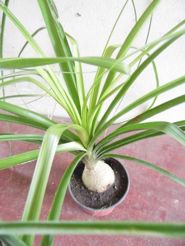 Nolina Recurvata