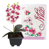 Arranjo Flor Artificial Orquídea + Cartão Feliz Dia Das Mães