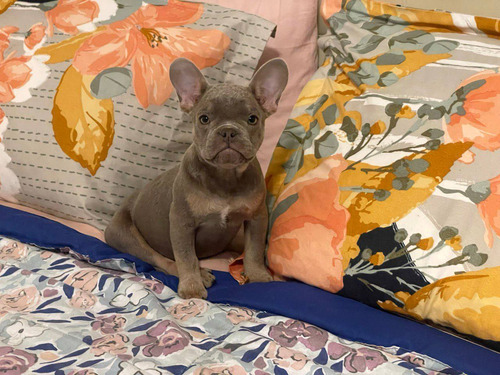 Hermosa French Bulldog Isabella And Tan, Tamaño Pequeño